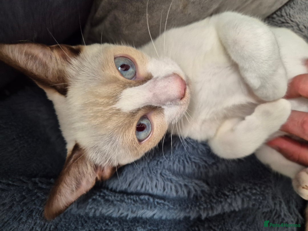 Snowshoe cats for sale:  pedigree Tica reg  snowshoes  READY NOW - Image 2