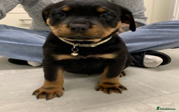 Rottweiler dogs for sale:  TWO LEFT ONLY *READY TO GO NOW* ROTTWEILER PUPS  - Advert 39