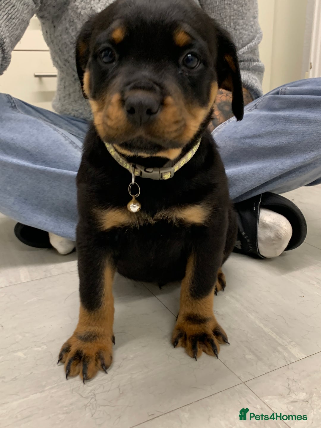 Rottweiler dogs for sale:  TWO LEFT ONLY *READY TO GO NOW* ROTTWEILER PUPS  - Advert 39