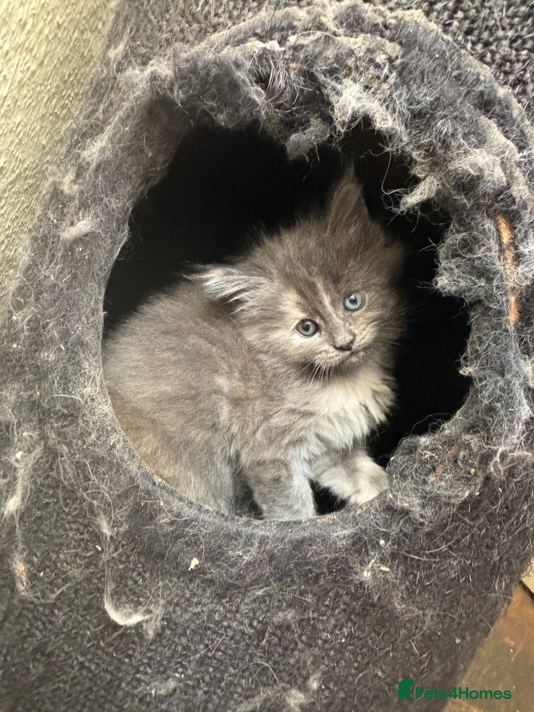 Maine Coon cats for sale: Maine Coon kittens  - Image 5