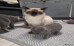 British Shorthair cats for sale: Kittens - Image 1