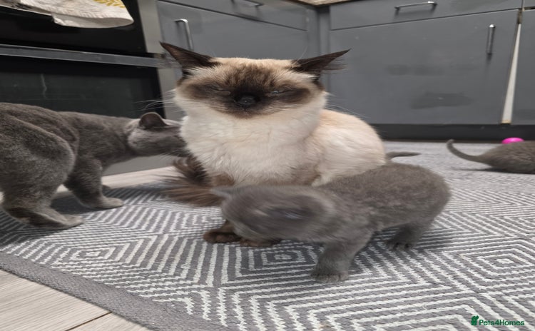 British Shorthair cats - Advert 1