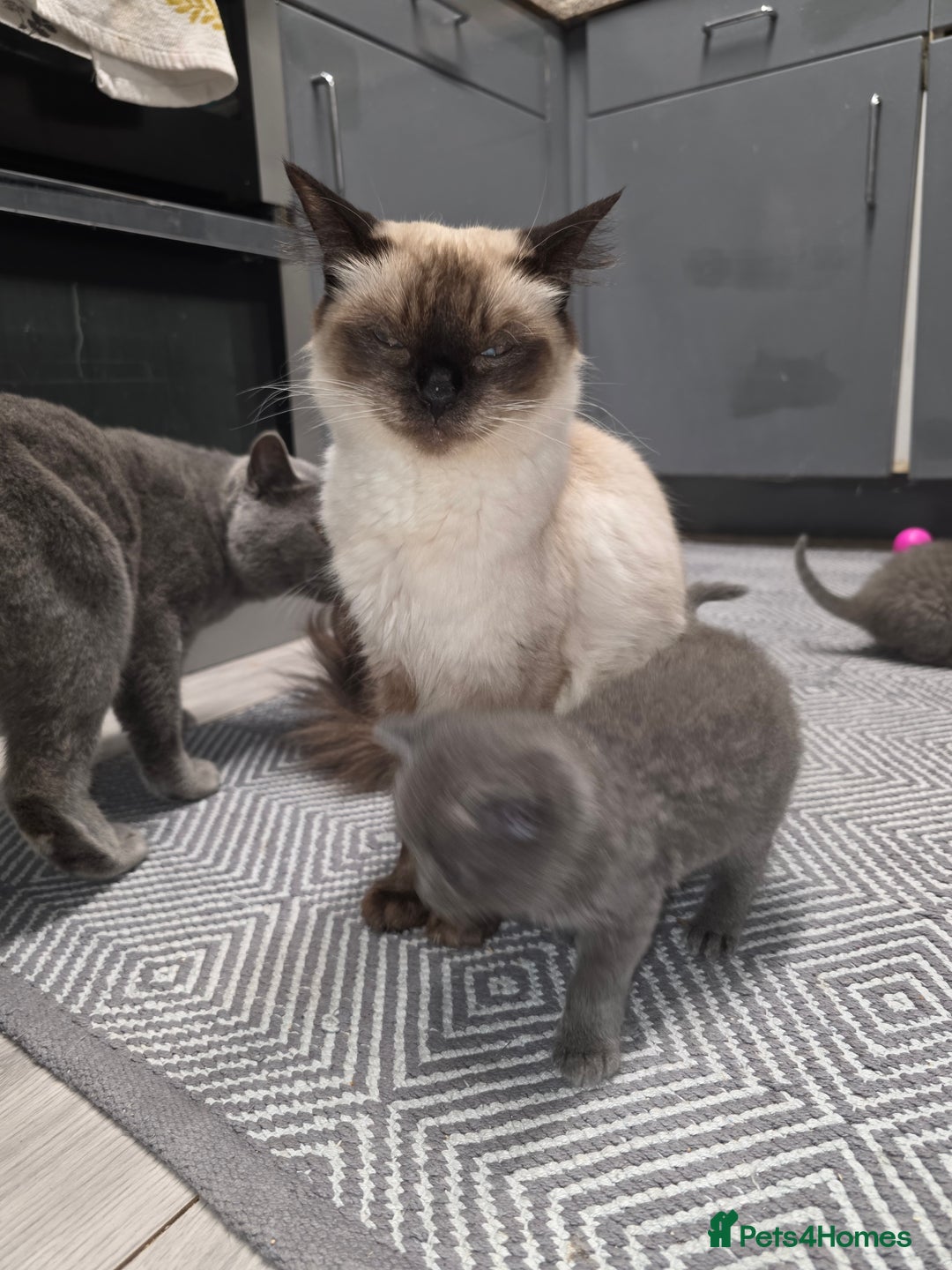 British Shorthair cats for sale: Kittens - Image 1