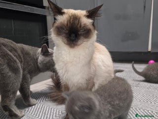 British Shorthair cats - Advert 3