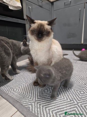 British Shorthair cats - Advert 1