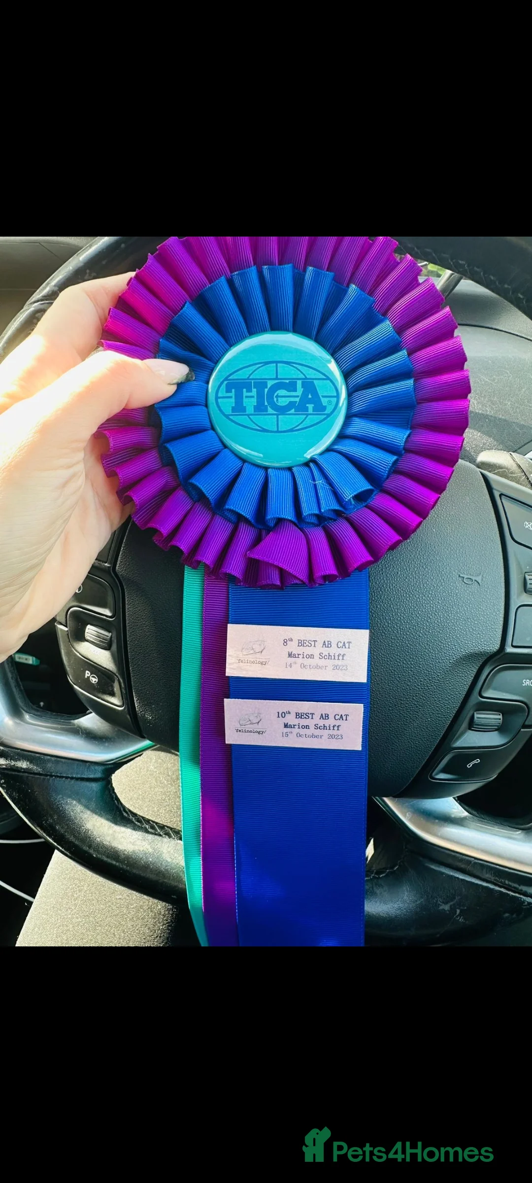 Maine Coon cats for stud: Dual registered Champion winner Maine coon stud in Manningtree - Advert 7