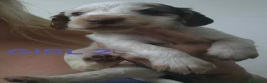 Cocker Spaniel 4
