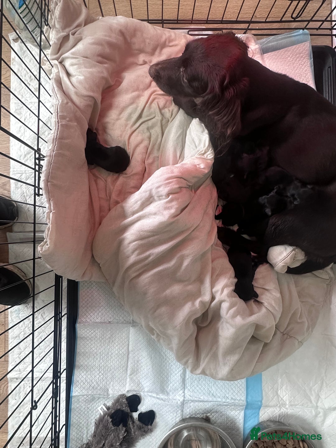 Sprocker dogs for sale: Sprocker puppies! - Advert 3