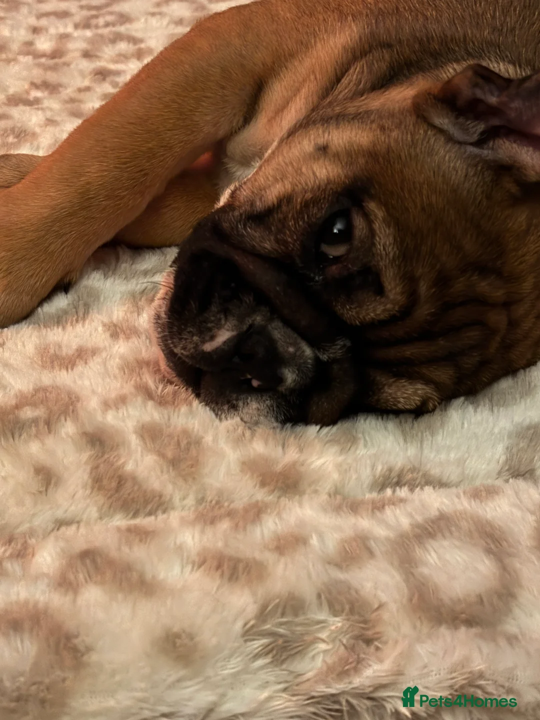 English Bulldog dogs for sale: Little Lyra 6 months old  - Advert 7