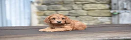 Cockapoo dogs for sale: Fox red Amazing obedience champion cockapoo pups  - Advert 8