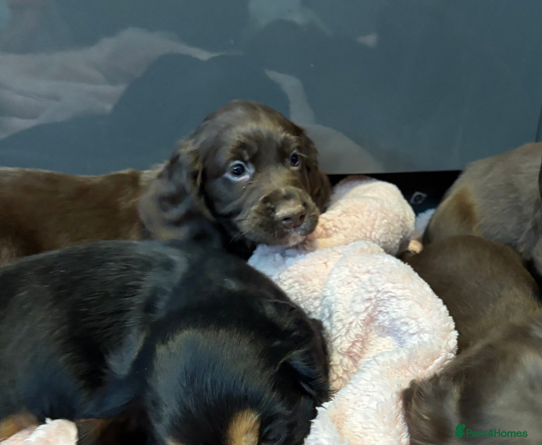 Cocker Spaniel dogs for sale: Cocker spaniel puppies - Image 11