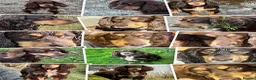 Sprocker dogs for sale: Beautiful Sprocker Puppies Available - Advert 11