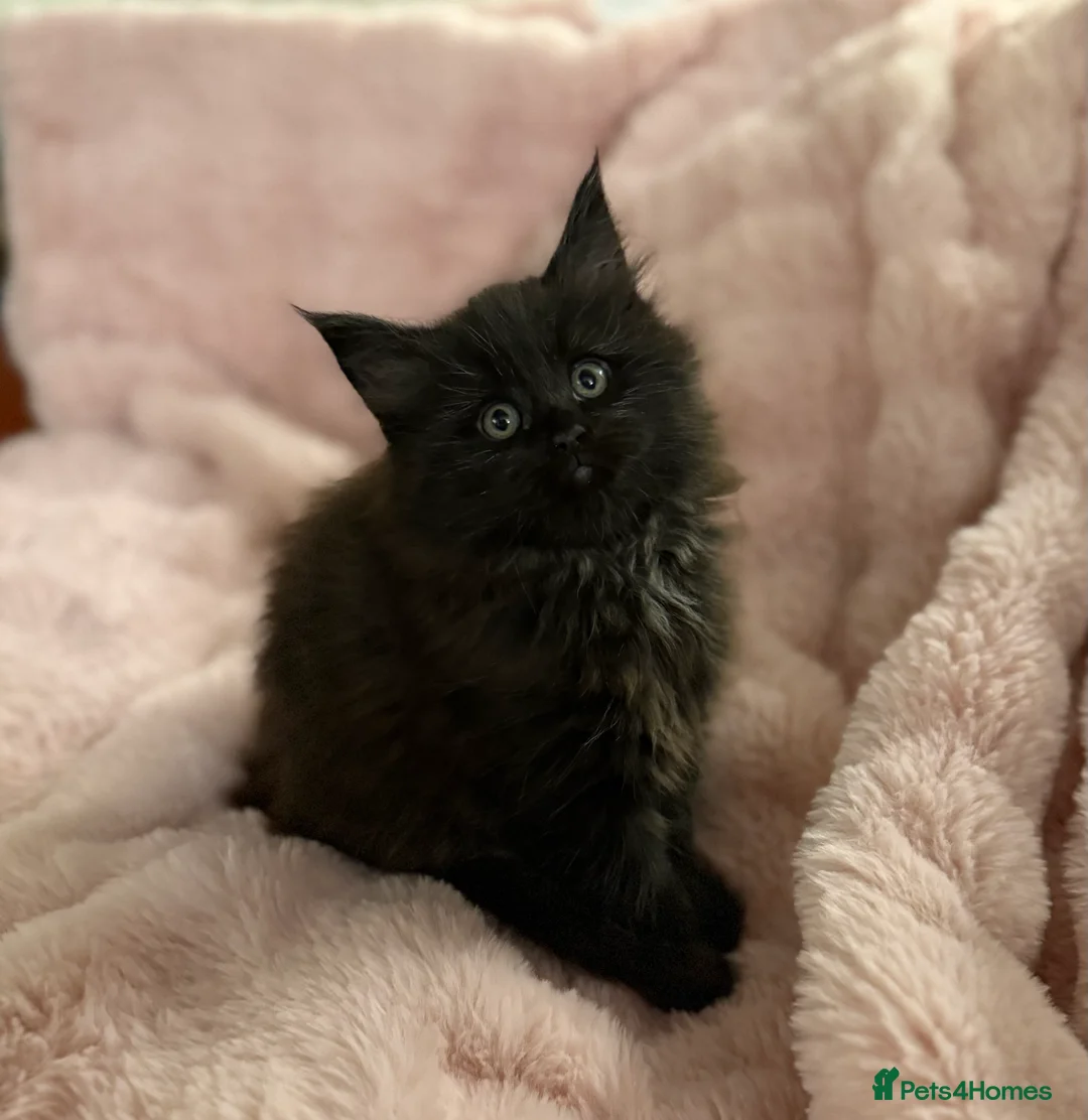 Maine Coon cats for sale: Beautiful Maine Coon Kittens in Eye - Advert 6