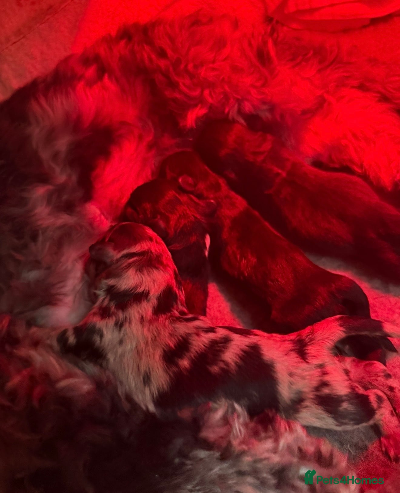 Schnoodle dogs miniature/toy schnoodle puppies  - Advert 15