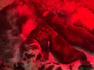 Schnoodle dogs miniature/toy schnoodle puppies - Advert 15