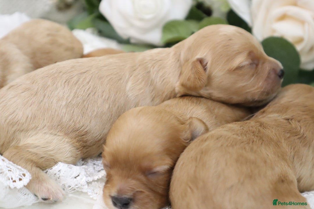 Cavapoo dogs for sale: *HEALTH TESTED* CAVAPOO PUPPIES - Image 7