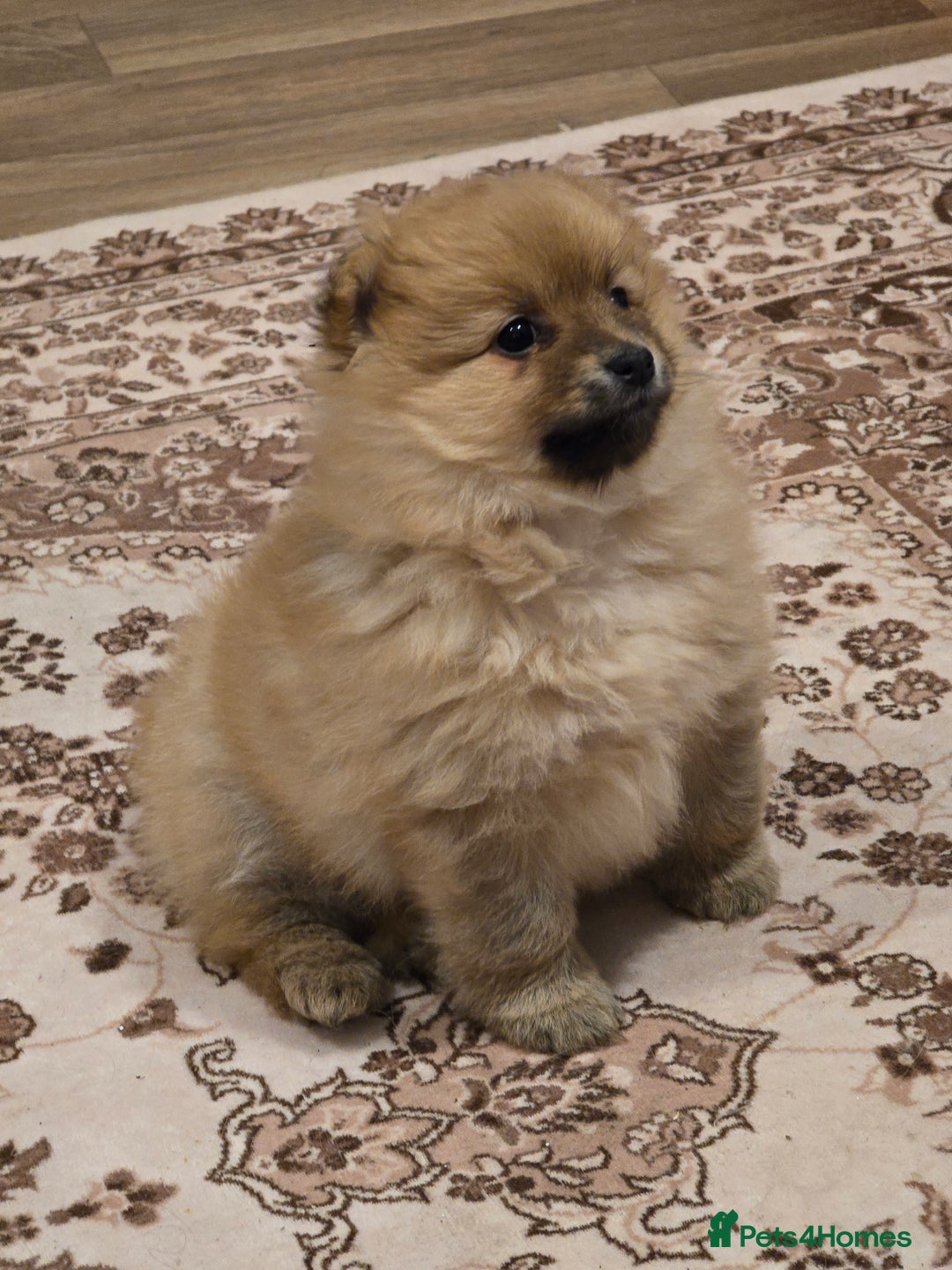 Pomeranian dogs for sale: 2 sweet little girl puppies - Advert 5