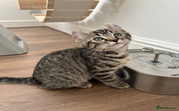 Scottish Fold cats for sale: Reduced, Ready now Last 1 rare jungle curl kittens - Image 28