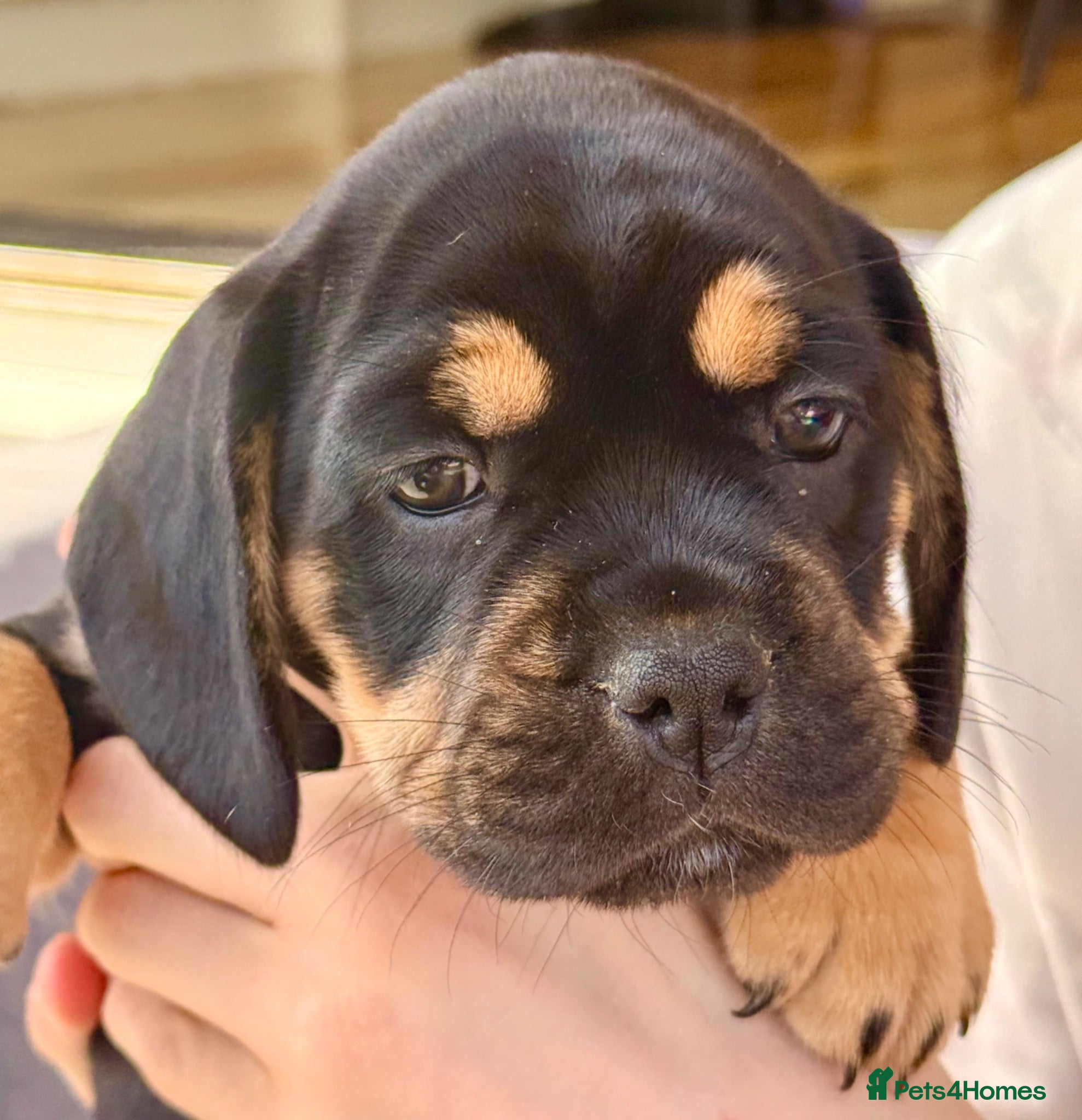 Mixed Breed dogs Sara Mendy - Advert 4