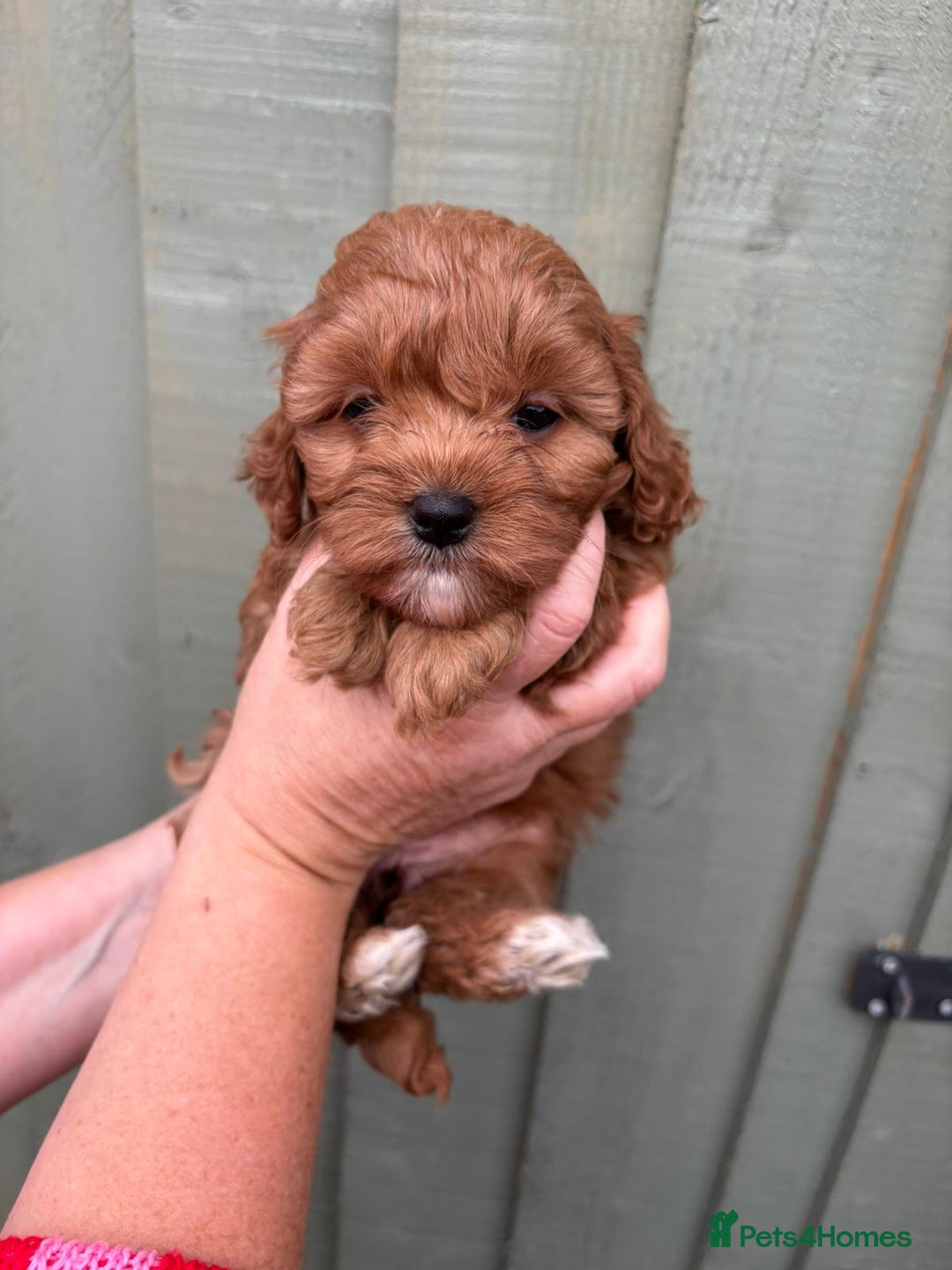 Cockapoo dogs for sale: ❤️ Tiny Deep Red Miniature F1b Cockapoo Pup's  - Image 15