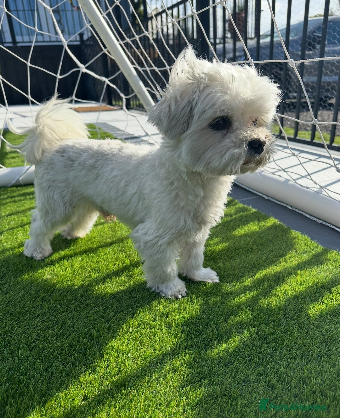 Maltese dogs for stud: *** EXPERIENCED MALTESE STUD*** - Advert 4