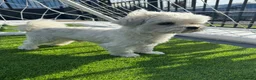 Maltese dogs for stud: *** EXPERIENCED MALTESE STUD*** - Advert 4