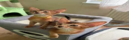 Abyssinian cats for sale: TICA 5* pedigree Abyssinian Kittens  - Advert 29
