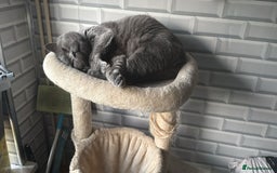 British Shorthair cats for sale: Stunning British short hair male - Image 2