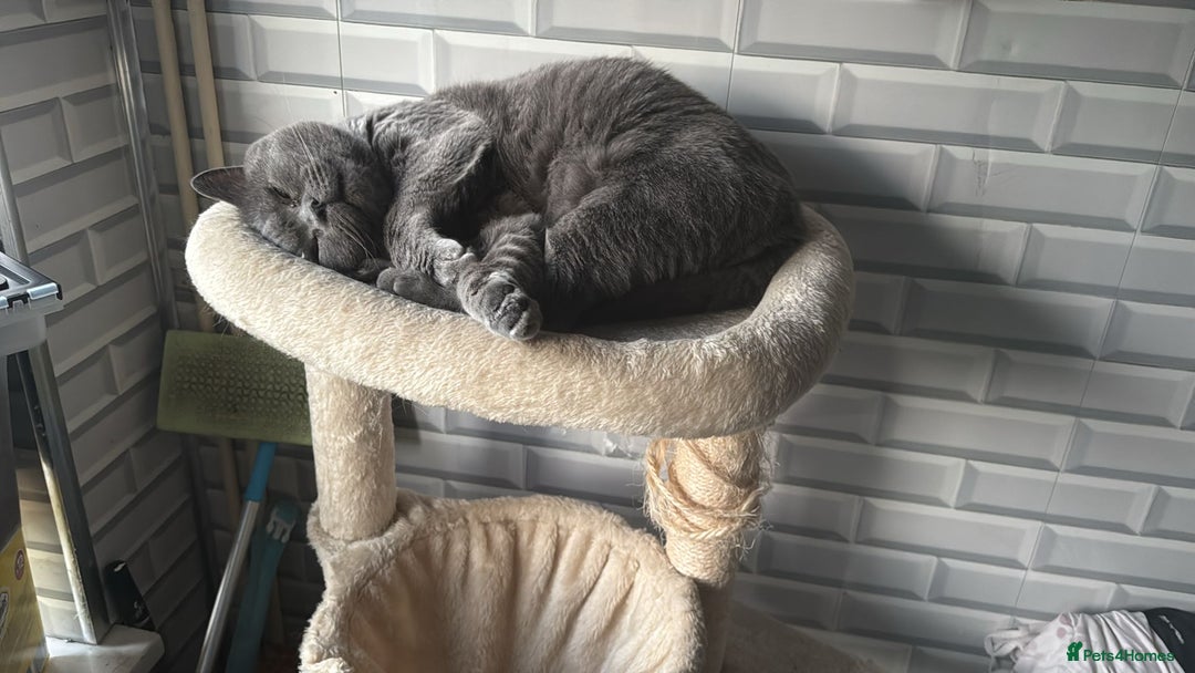 British Shorthair cats for sale: Stunning British short hair male - Image 2
