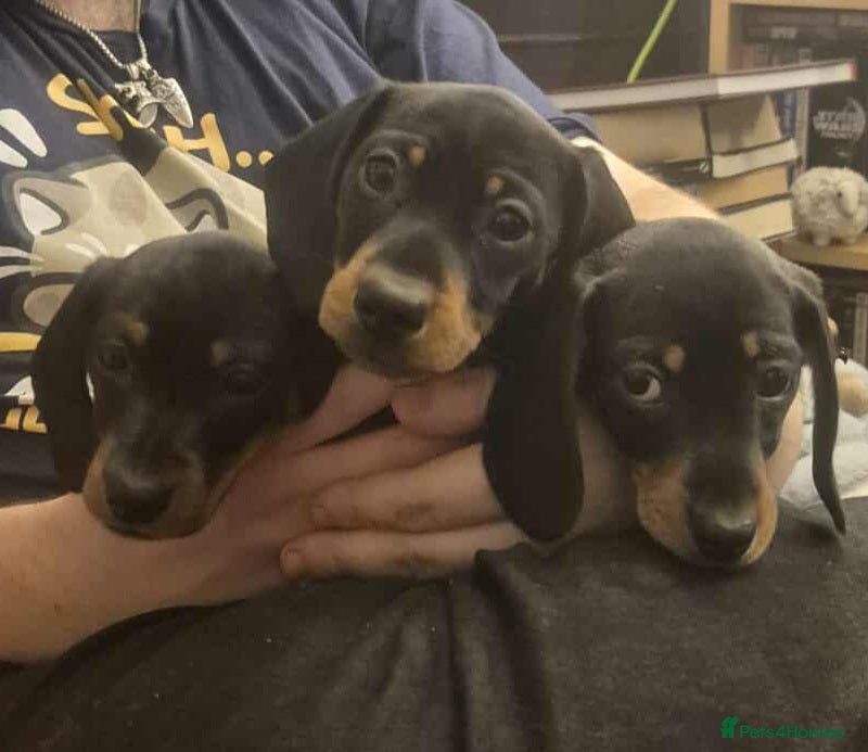 Miniature Dachshund dogs Two sweet smooth Black and Tan girls.  - Advert 1