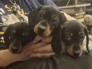 Miniature Dachshund dogs Two sweet smooth Black and Tan girls. - Advert 1