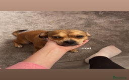 Chiweenie dogs for sale: chiweenie (dachshund x chihuahua) puppies - Image 23