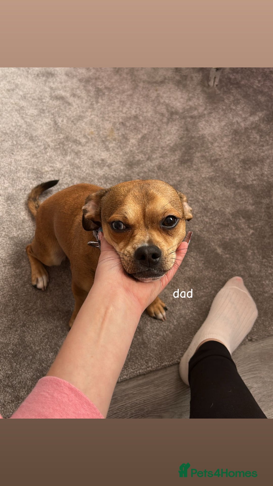 Chiweenie dogs for sale: chiweenie (dachshund x chihuahua) puppies - Image 23