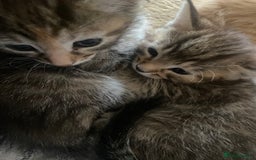 American Shorthair cats for sale: 4 kitten for sale  - Image 9
