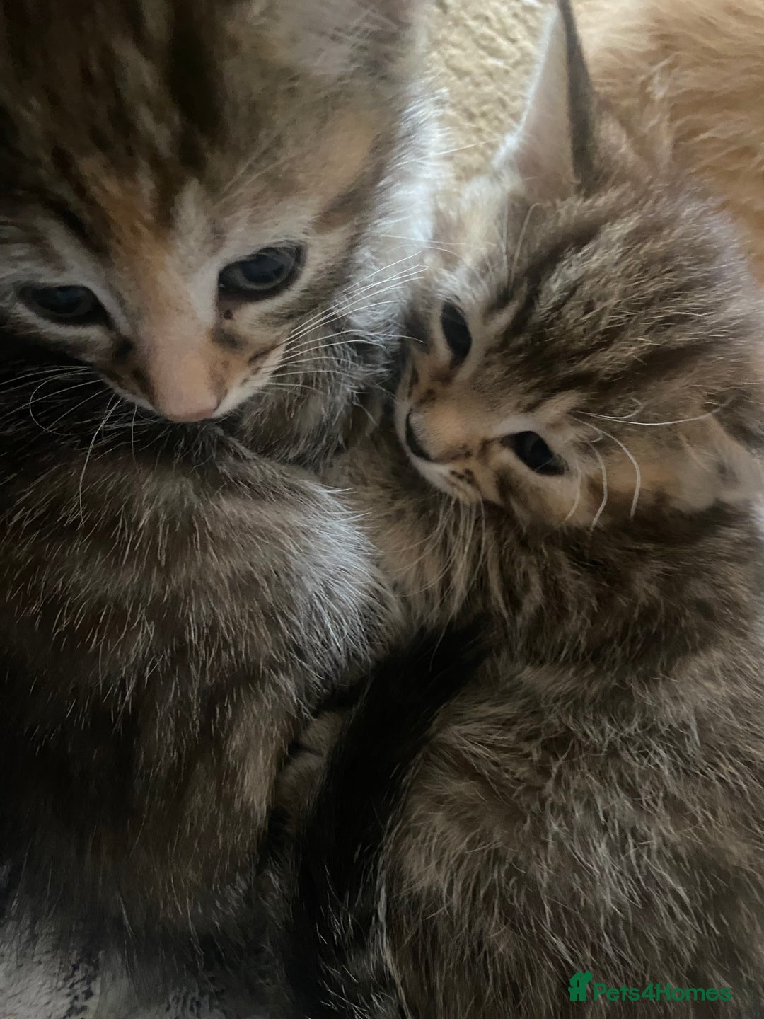 American Shorthair cats for sale: 4 kitten for sale  - Image 9