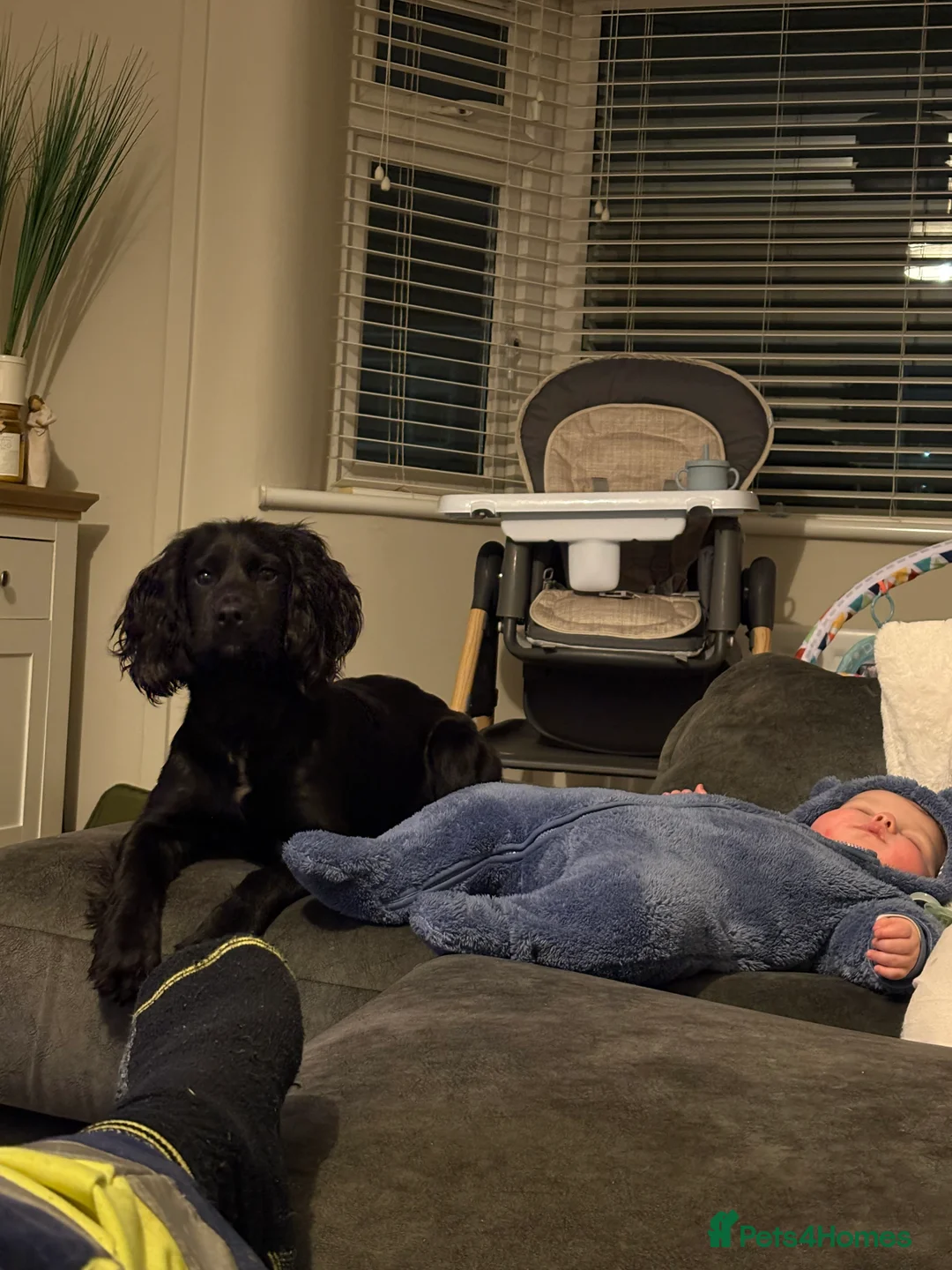 Cocker Spaniel dogs for sale: Meet Monty  - Advert 2