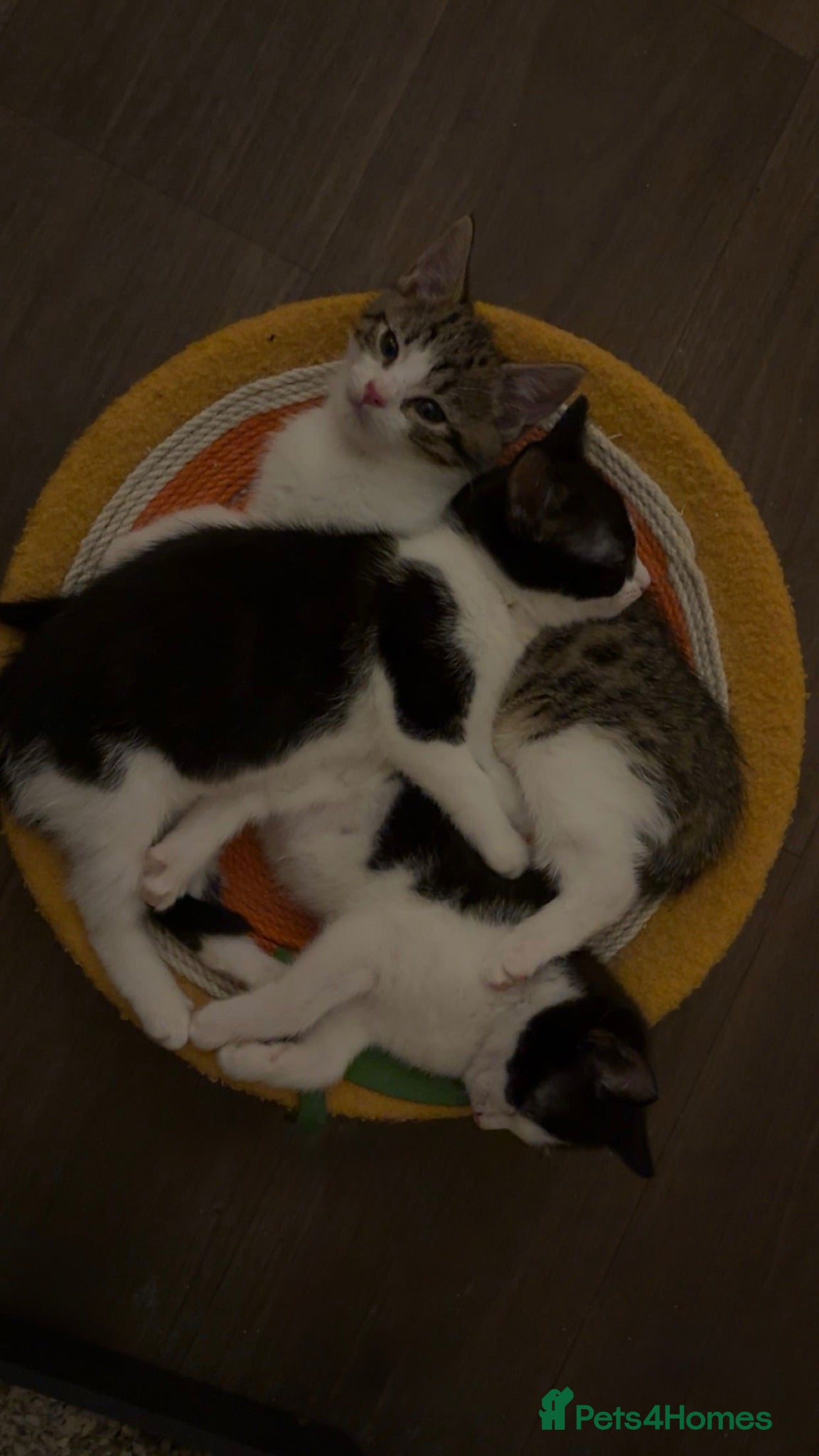 Mixed Breed cats 7 kittens available for adoption  - Advert 1