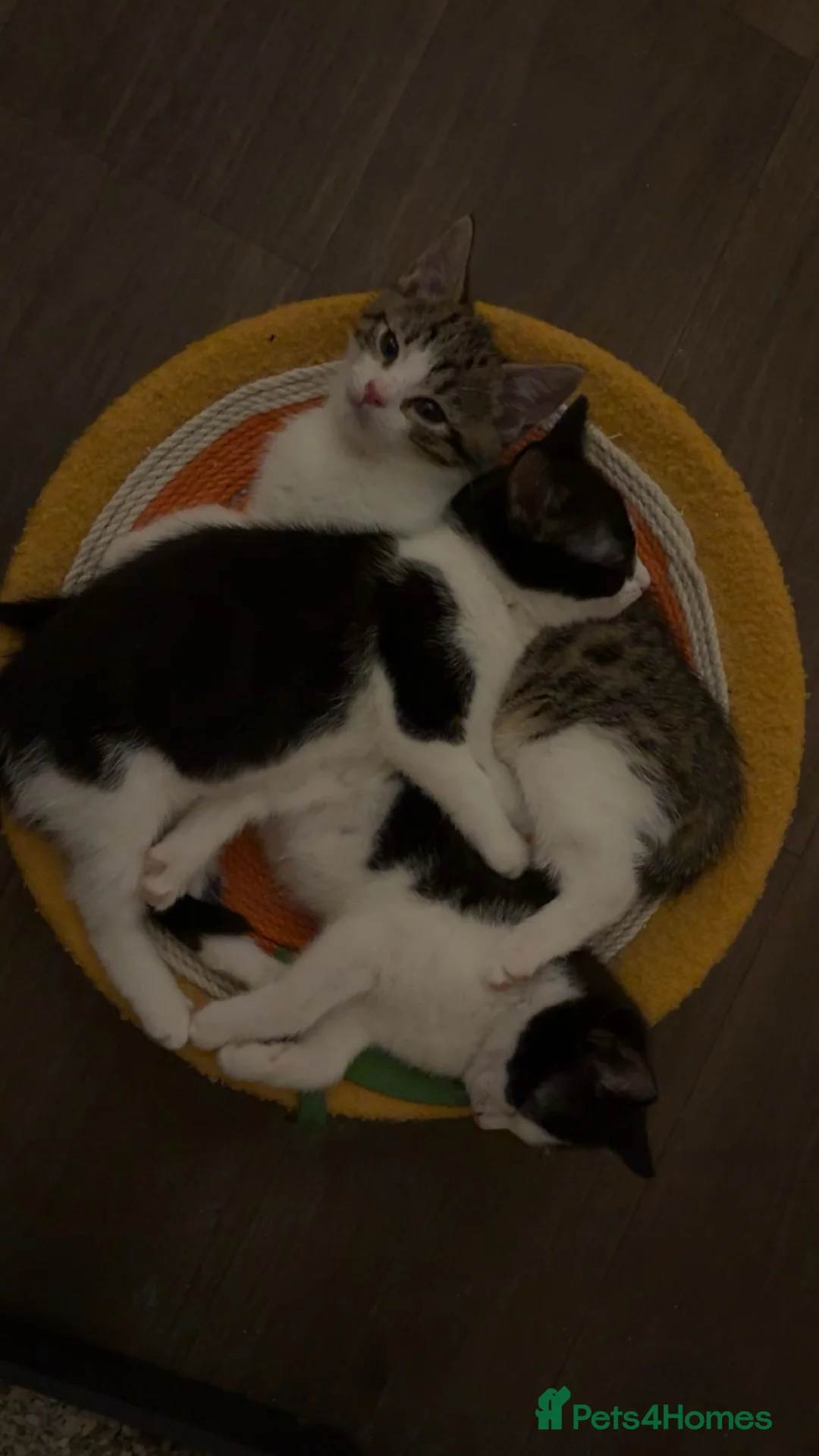 Mixed Breed cats for sale: 7 kittens available for adoption  - Advert 1