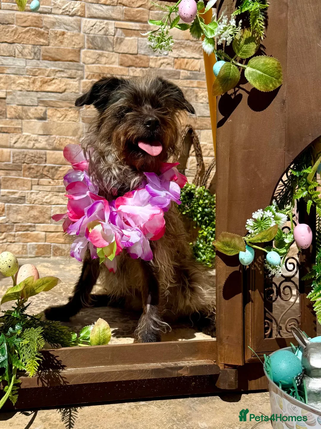 Mixed Breed dogs for adoption: Katinka - Advert 2