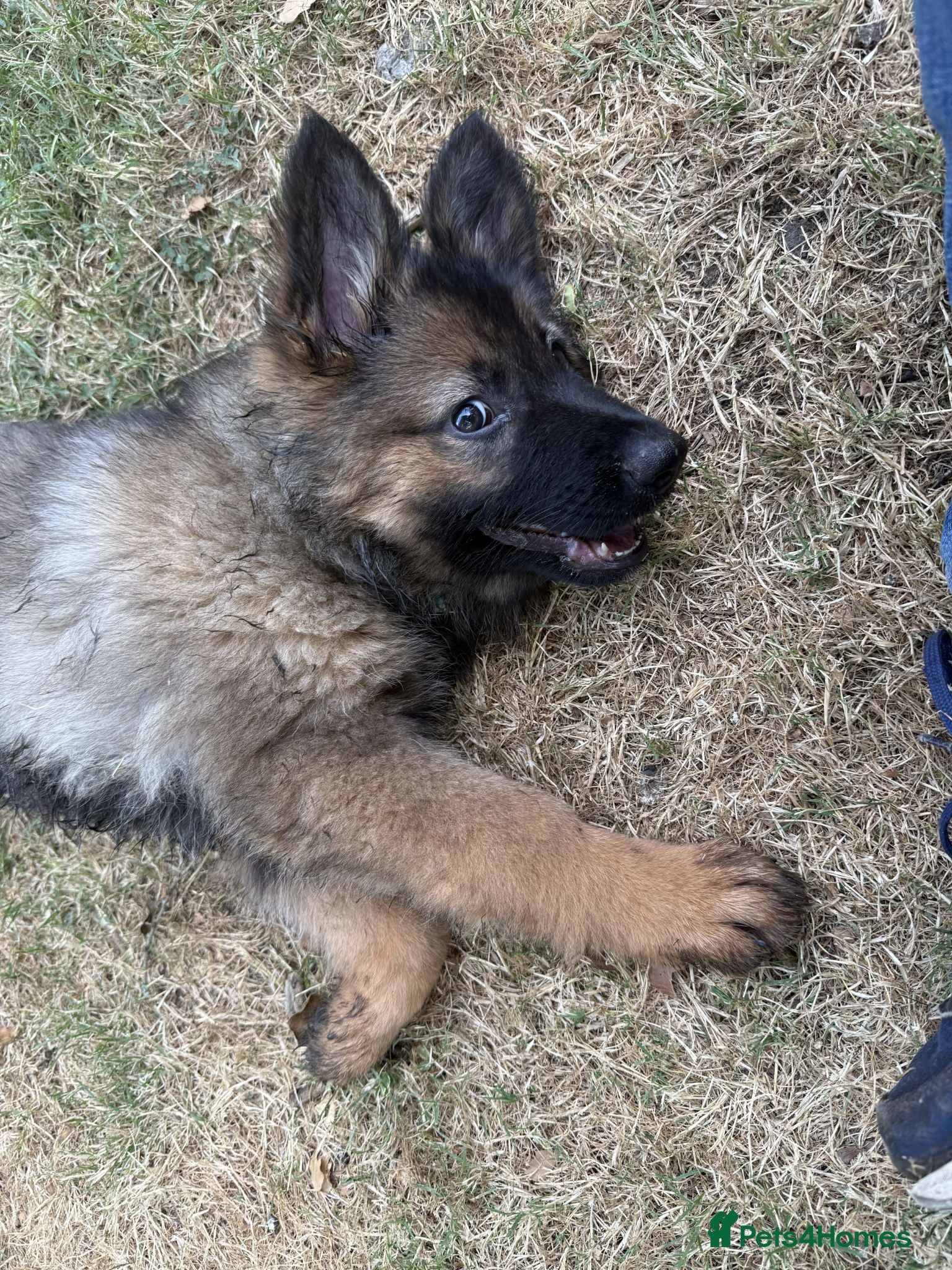 German Shepherd dogs Quality Longcoat Pups With Health tested Parents  - Advert 1
