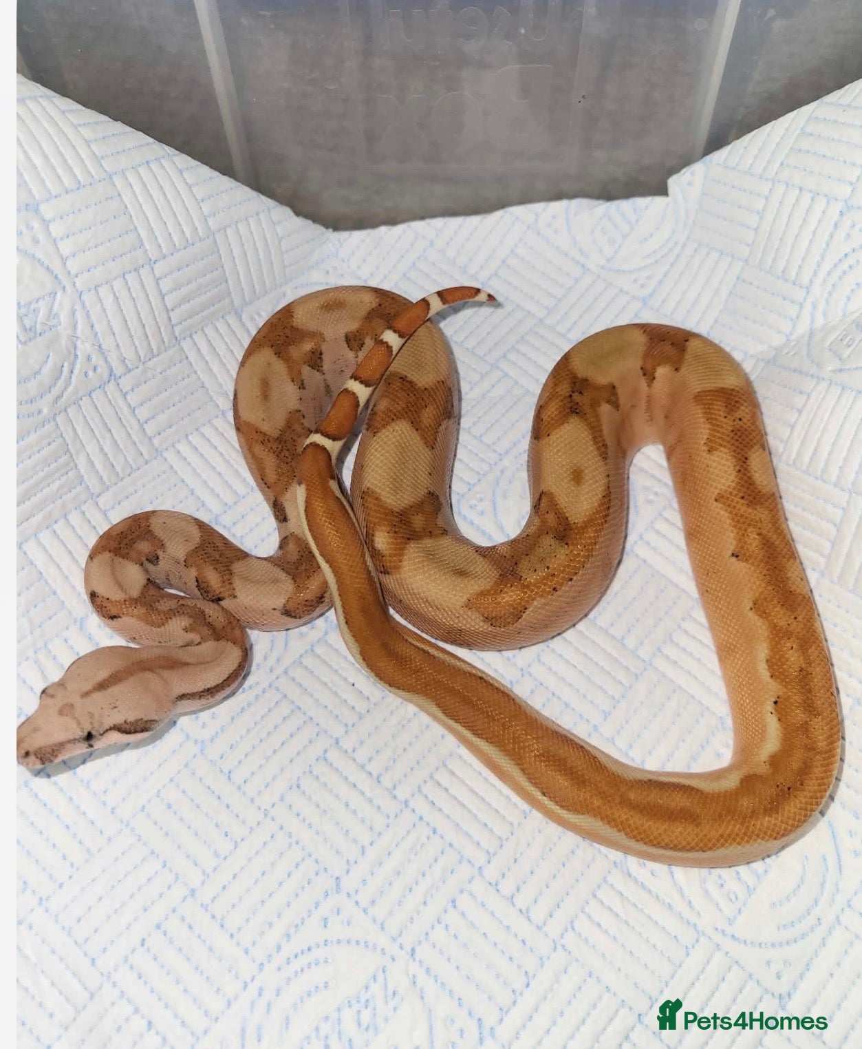 Boa Snake reptiles Boa constrictors  - Advert 5