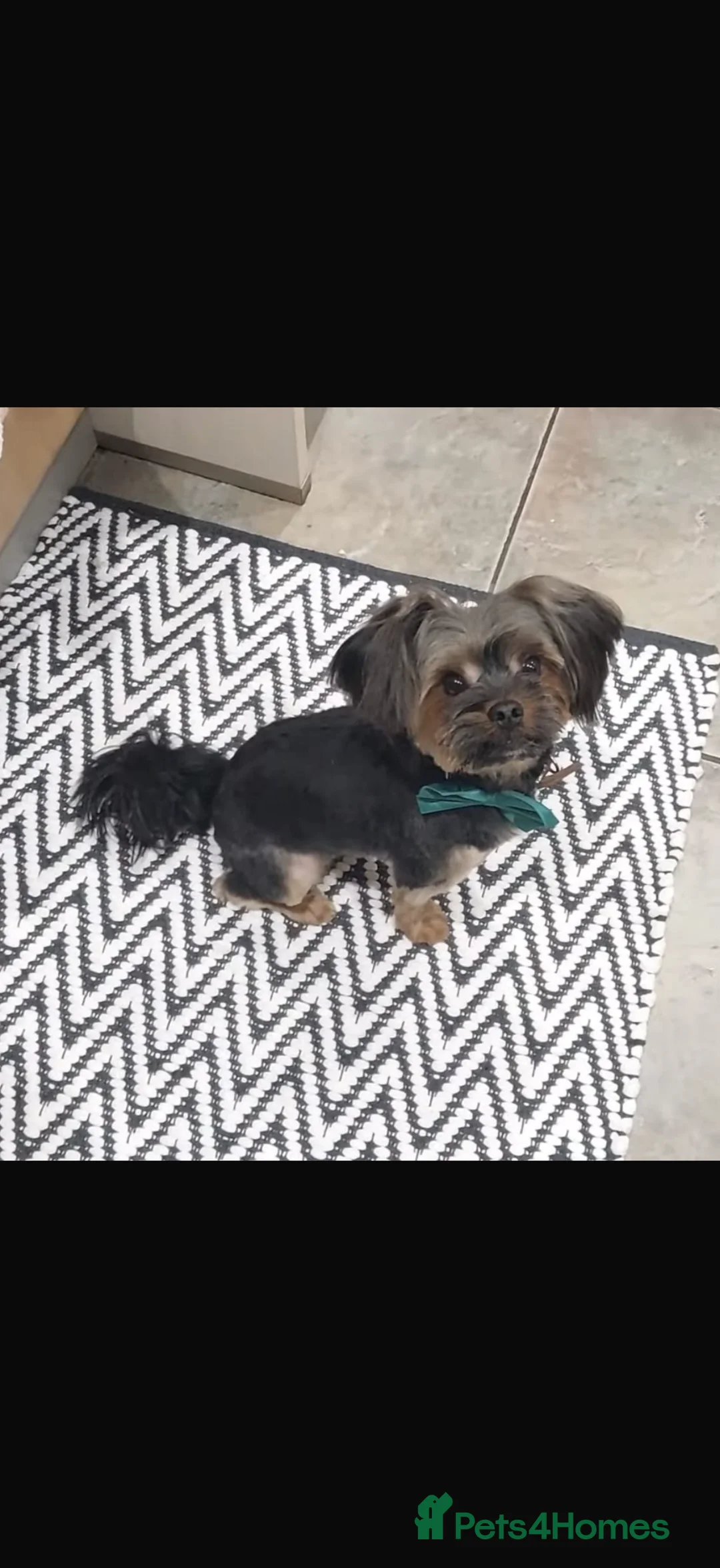 Yorkshire Terrier dogs for sale: Yorkshire terrier puppies for sale  in Peterborough - Advert 15