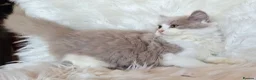 British Shorthair cats for sale: Gorgeous loving purr machines  - Advert 34