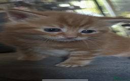 British Shorthair cats for sale: Kittens  - Image 4