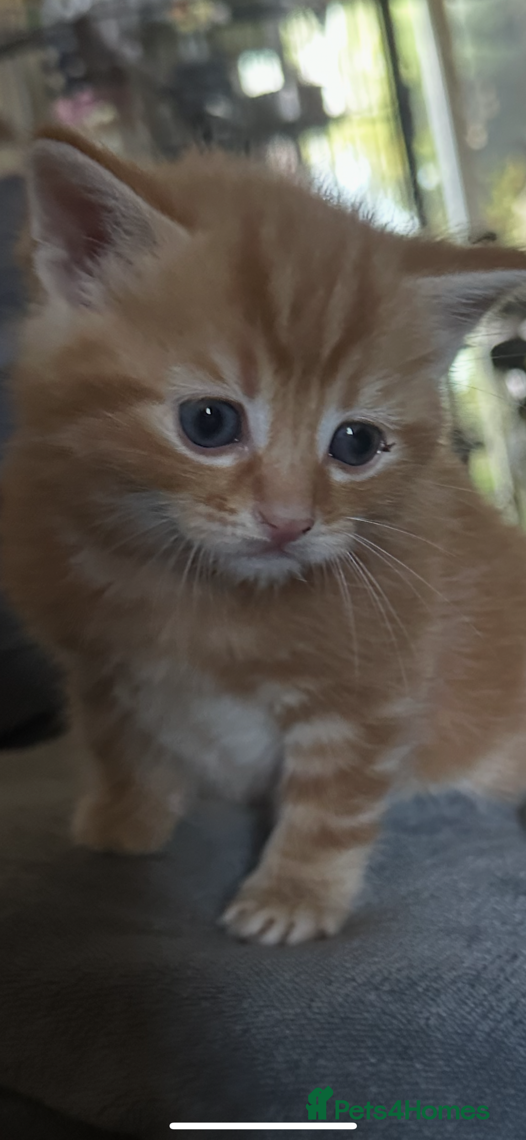 British Shorthair cats for sale: Kittens  - Image 4