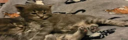 Maine Coon cats for sale: Tica beautiful Maine Coon kittens  - Advert 12