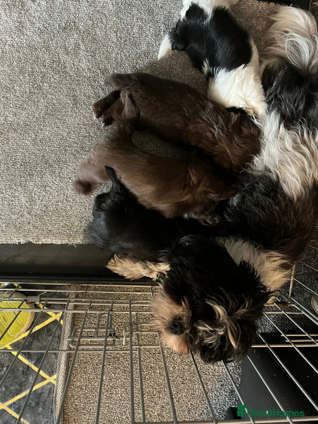 Shih Tzu dogs for sale: Stunning small kc rg shih tzh  - Advert 2