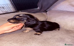 Miniature Dachshund dogs for sale: Miniature dachshund (long haired & short hair) - Image 3