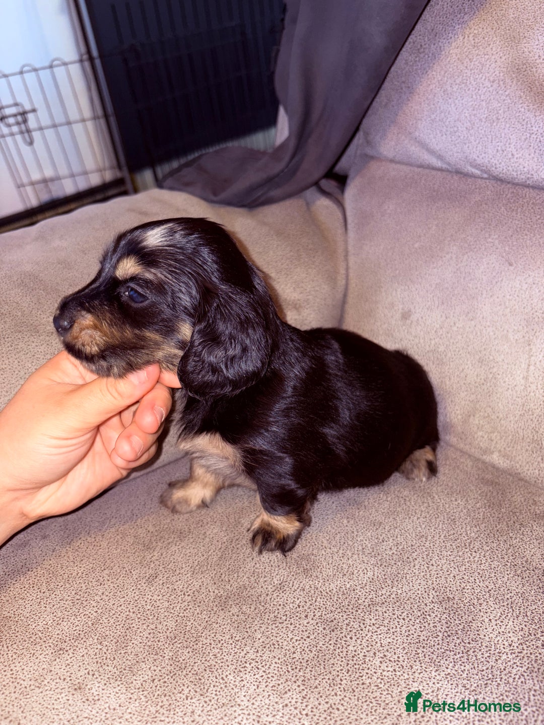 Miniature Dachshund dogs for sale: Miniature dachshund (long haired & short hair) - Image 3