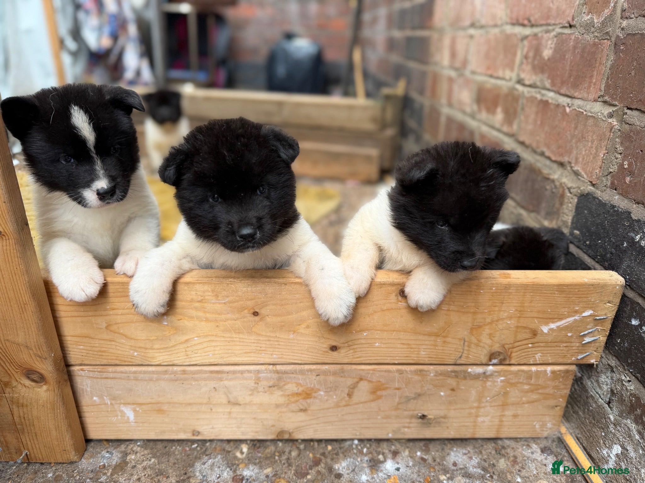 Japanese Akita Inu dogs Akita  - Advert 7